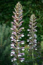Acanthus mollis