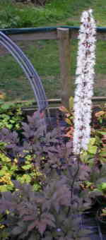 Actaea simplex 'James Compton'