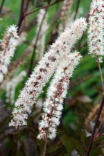 Actaea simplex 'Hillside Black Beauty'