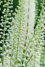 Actaea simplex 'Pritchards Giant' AGM