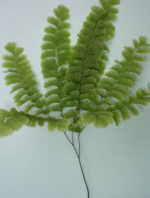 Adiantum pedatum 'Miss Sharples'