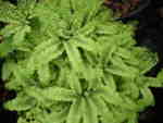 Adiantum aleuticum �Subpumilum� AGM 