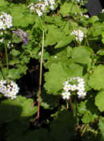 Androsace