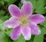 Anemone nemorosa 'Bill Baker�s Pink'