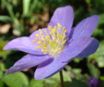 Anemone nemorosa 'Atrocaerulea' 