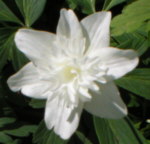 Anemone nemorosa 'Alba Plena' 