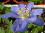 Anemone nemorosa 'Buckland'