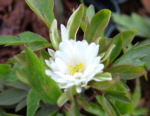 Anemone nemorosa 'Bracteata Pleniflora' 