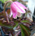 Anemone nemorosa 'Evelyn Meadows'