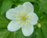 Anemone flaccida 