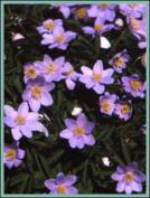 Anemone nemorosa 'Royal Blue' 