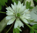 Anemone nemorosa 'Stammheim'