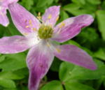 Anemone nemorosa 'Whitewell Pink' 