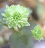 Anemonella 'Betty Blake'