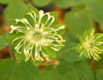 Anemonella 'Green Hurricane'