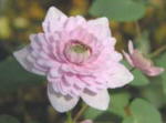 Anemonella thalictroides 'Oscar Schoaf'