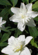 Anemone nemorosa 'Knighthayes Vestal'