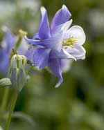 Aquilegia 'Blue Star'