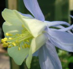 Aquilegia coerulea Wild Form'