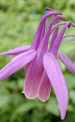 Aquilegia rockii 