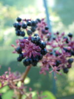 Aralia