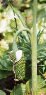 Arisaema consanguineum 