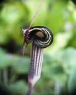 Arisaema kiushianum