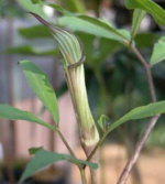 Arisaema maximowiczii