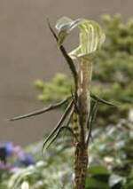 Arisaema nepenthoides 