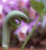 Arisaema ringens 