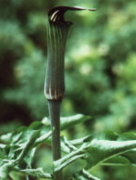 Arisaema serratum