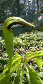 Arisaema tortuosum 