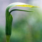 Arisaema yunnanense