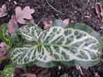 Arum italicum 'Marmoratum' AGM 