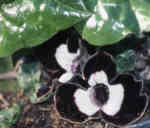 Asarum maximum 