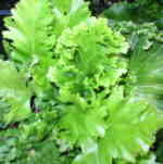 Asplenium scolopendrium 'Kaye�s Lacerated' AGM 