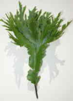 Asplenium scolopendrium 'Ramomarginatum'