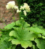 Astilboides