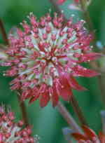 Astrantia 'Hadspen Blood' 