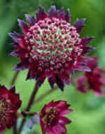 Astrantia 'Moulin Rouge'  