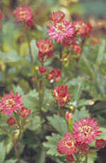 Astrantia major 'Ruby Wedding' 