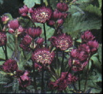 Astrantia 'Abbey Road'