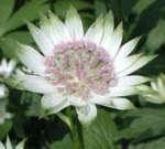 Astrantia 'Buckland'