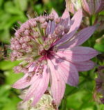 Astrantia major var. rosea 'George's Form'