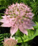 Astrantia maxima AGM 