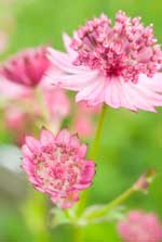 Astrantia 'Roma' 