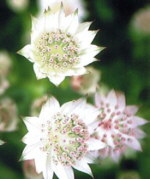 Astrantia 'Warren Hills'