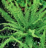 Athyrium 'Dre's Dagger'