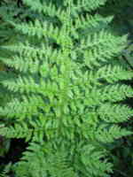 Athyrium filix-femina 'Plumosum-Axminster' 