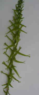 Athyrium filix-femina 'Lady Victoria' 